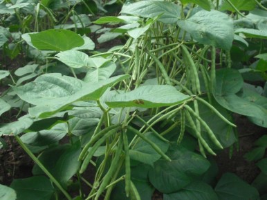 �������� ��������� ��� �������: ��� ������ ����� ������� � ���������?