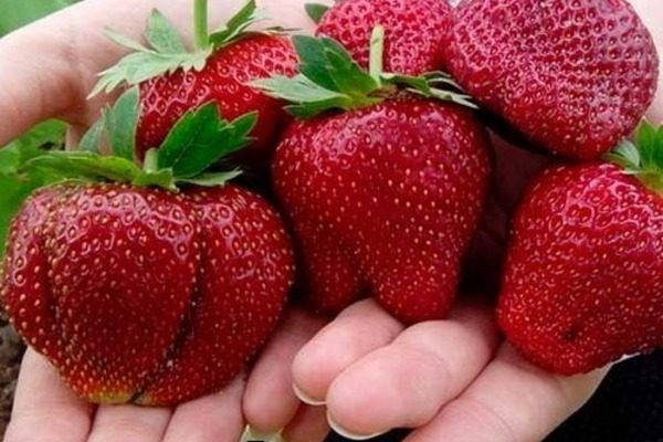 ��� ������� ������������� ����� ������� ���������