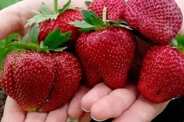 Как выбрать крупноплодные сорта садовой земляники