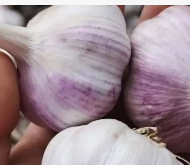 Как вырастить чеснок на своем участке