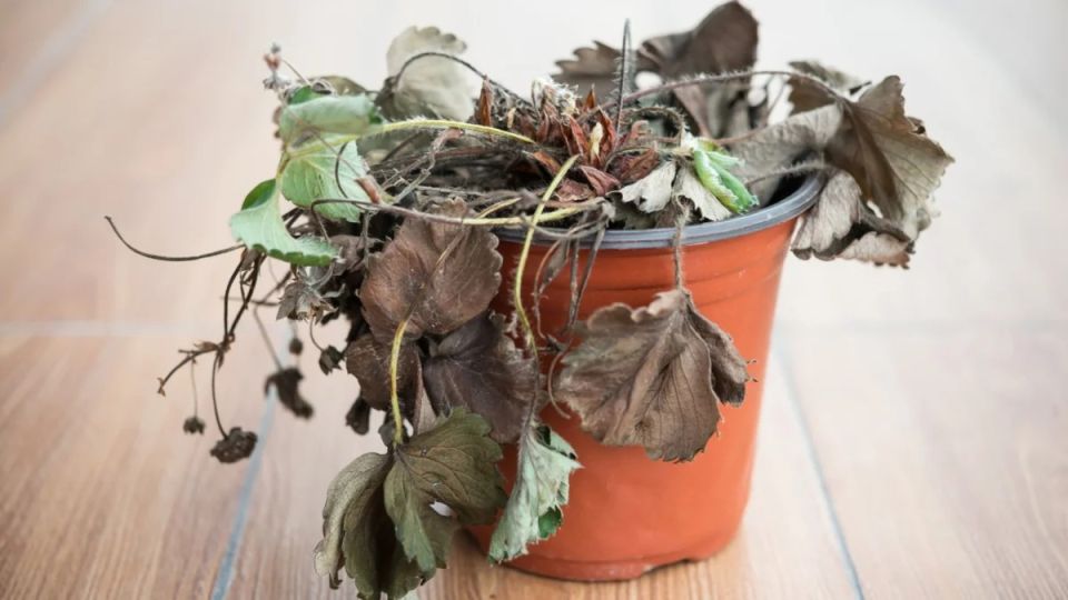 �������� ������� �����: ��� ������� � ����� ���������� ��������