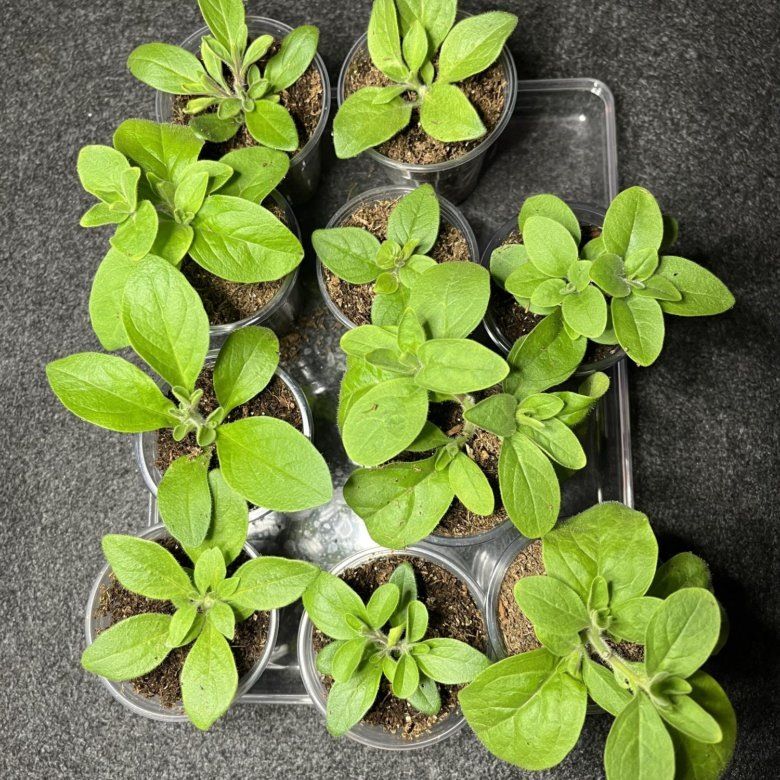 ������ ��� ����������� ������� �������: ���� � �������� ������