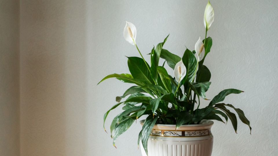 ������ ������� �������� ������������: ��� �������� ������ ���� � �������� ����� ����