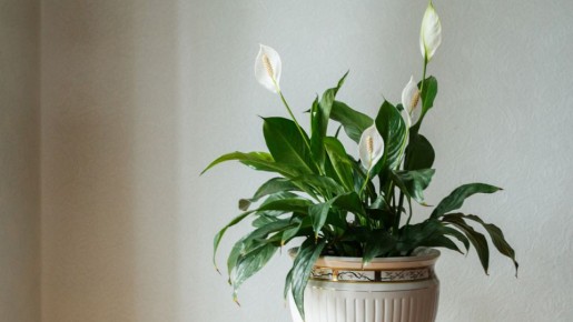 ������ ������� �������� ������������: ��� �������� ������ ���� � �������� ����� ����