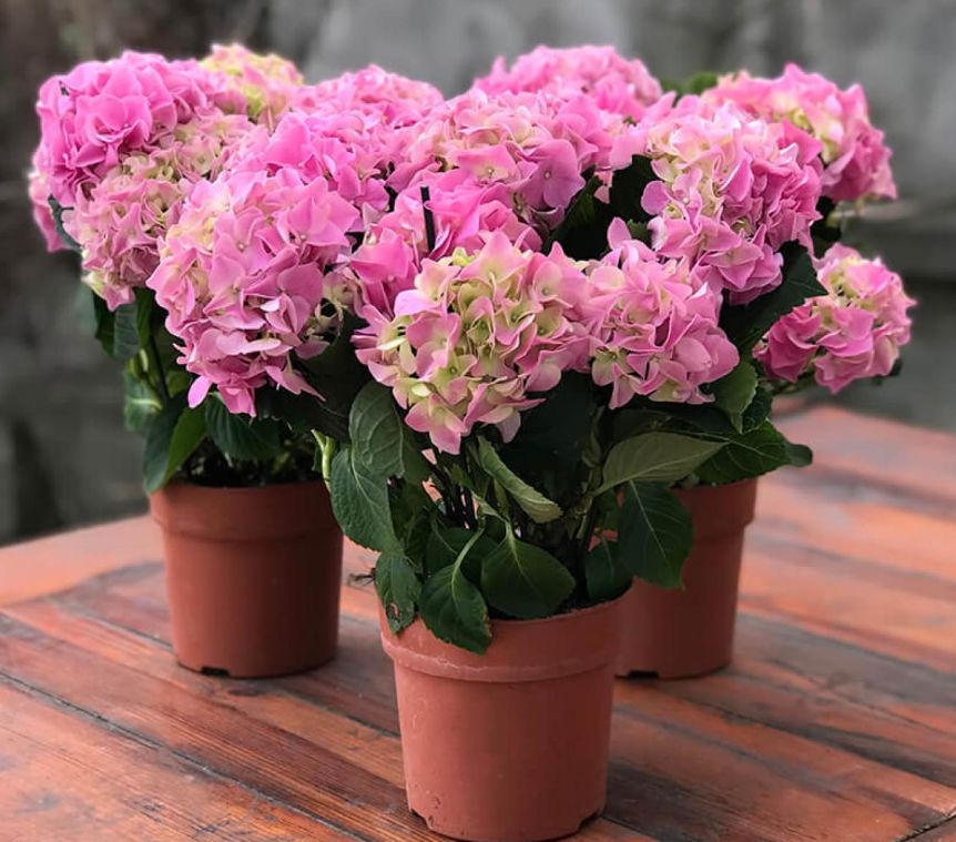 ����� ����� �� ������������� ����������: ������ ��� ��������� �����