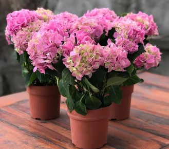 ����� ����� �� ������������� ����������: ������ ��� ��������� �����