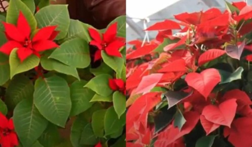 Уход за пуансеттией: советы от садоводов