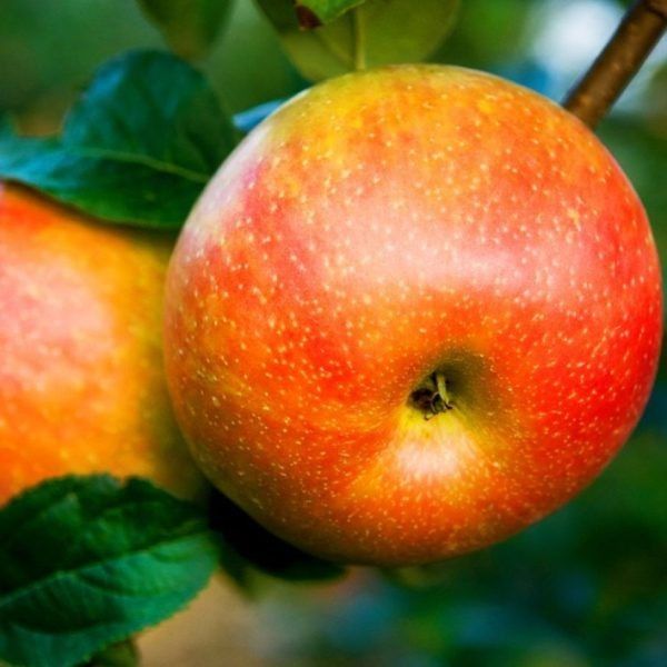 ������ �����������: ��� �������� ������ ������ � �������� �������� �������