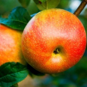 ������ �����������: ��� �������� ������ ������ � �������� �������� �������