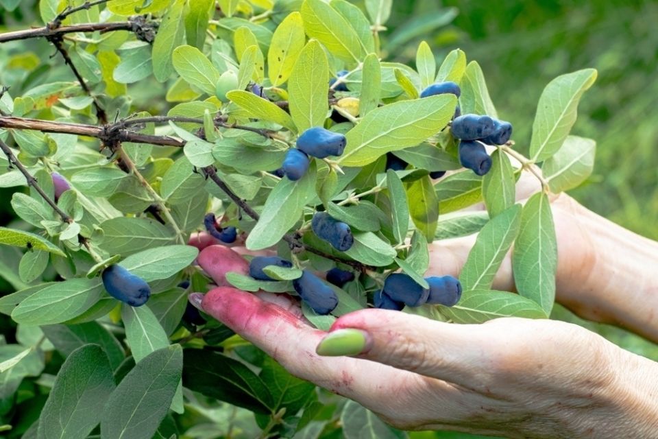 ���������: ������� ��������� ����� � ���������� ������� ���������