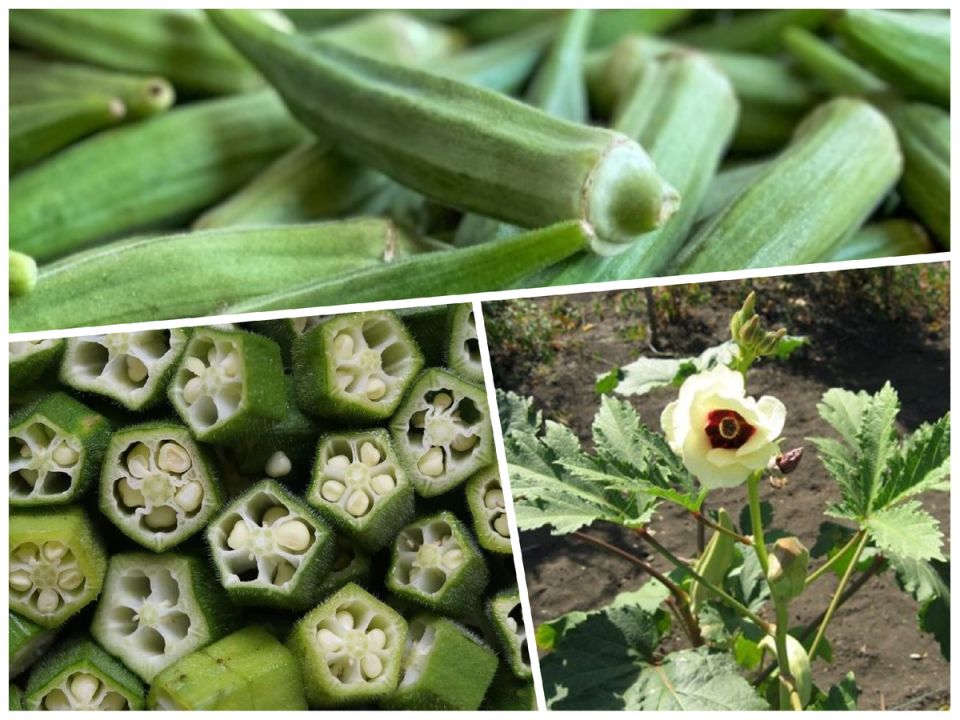 �����: ������������ ����, ������� ����� ����������� ���������