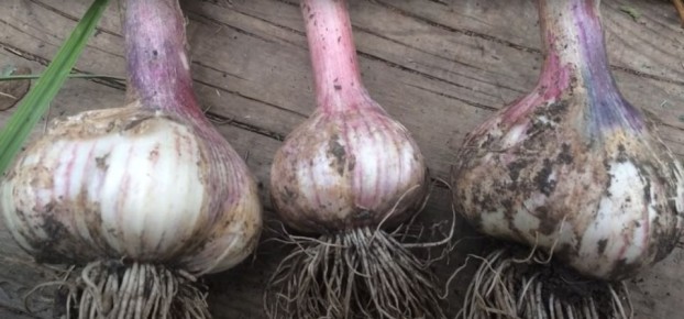 Финальная подкормка чеснока: как получить крупные и ароматные головки