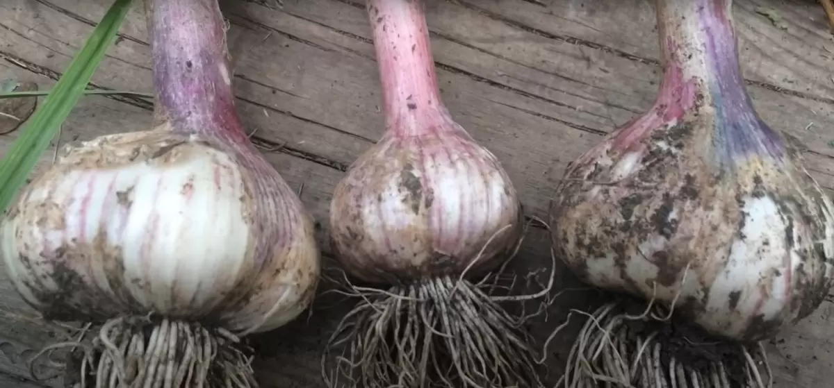 Финальная подкормка чеснока: как получить крупные и ароматные головки