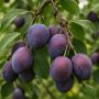 Сладкие сорта слив, которые стоит попробовать этой весной