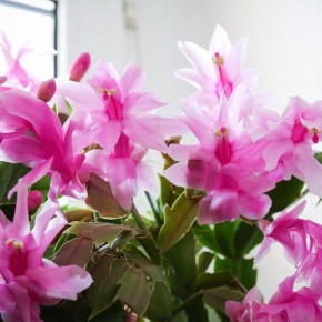 ������� ��������� �������� ����������: ������������ ����������� �� �����