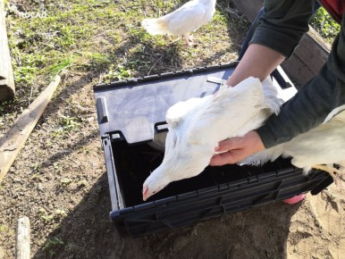 ��� ������������ �������� �� ���� � ��������: ������ ��� ������� ������