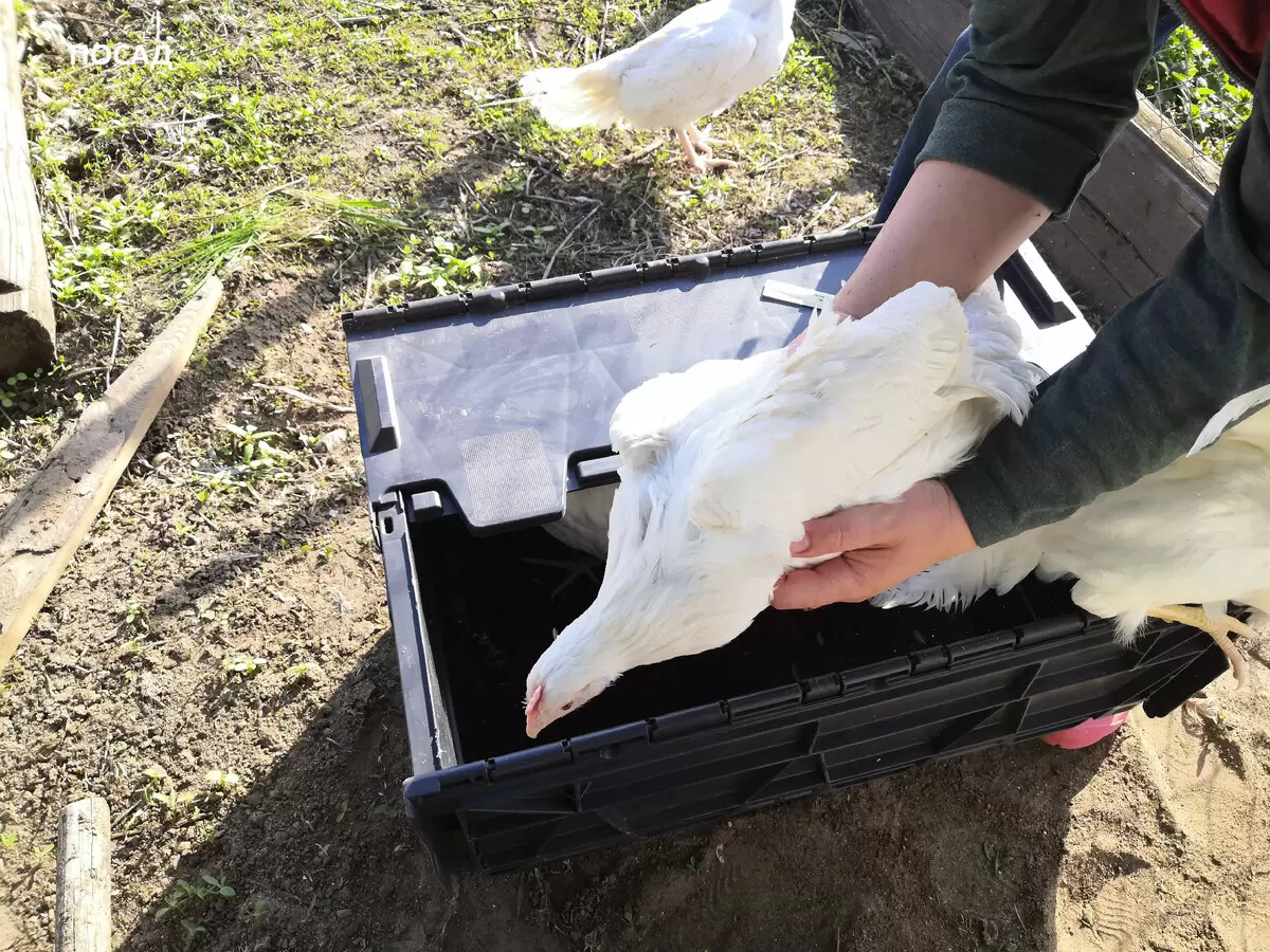 Как организовать курятник на даче в выходные: решаем две главные задачи