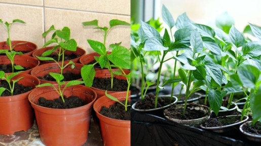 ������������ ������� �����: �� ������ ����� �� ������� ��������