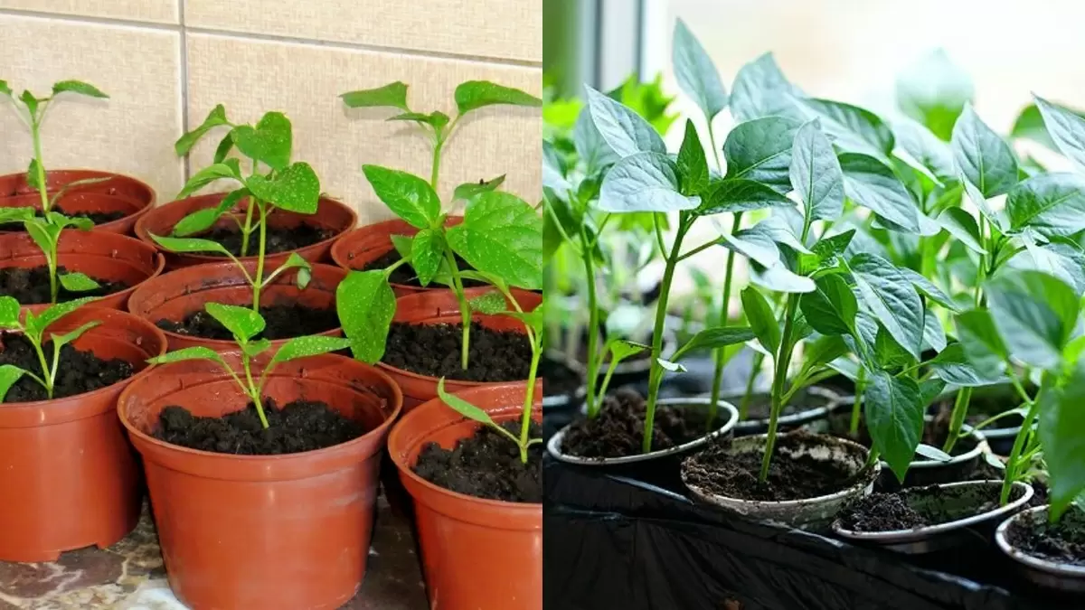 Качественная рассада перца: от выбора семян до крепких растений