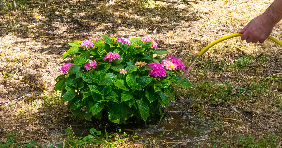Первый весенний уход за гортензиями: ключевые моменты и тонкости