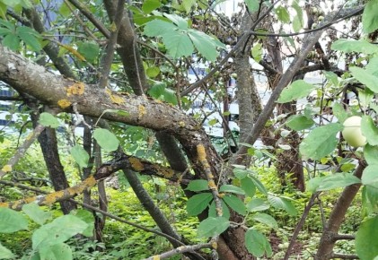 ��������� �� �������: ������ ����� �������� �� ��� ��������?