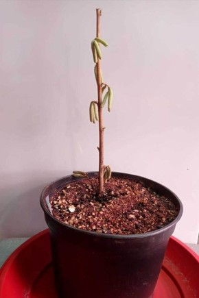 ��� ��������� ��������� ������� ������: ������ ��� ���������