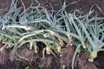 ���-�����: ������� ����������� � ��������