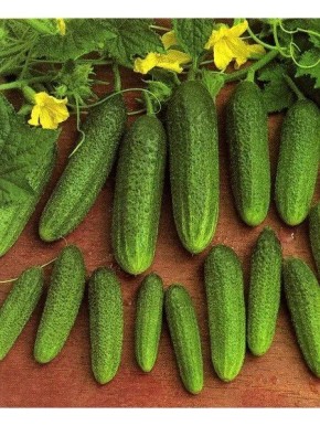 ������ ����������: ��������� ����� ��� �������� ��������