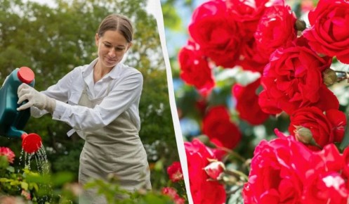 ������ ��������: ����������� �������� ��� ����� ���