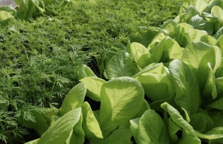 ��� ������������ ������ ������� � ����� �� �����: ������� �������� ��������� �������