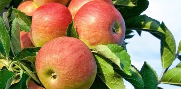 ������ �������� ������� ��� �������� �������