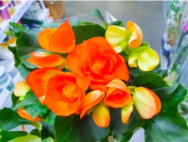 ��������� ��������� �������� � ����� ������: ��������� ������� ��� ��������� ������