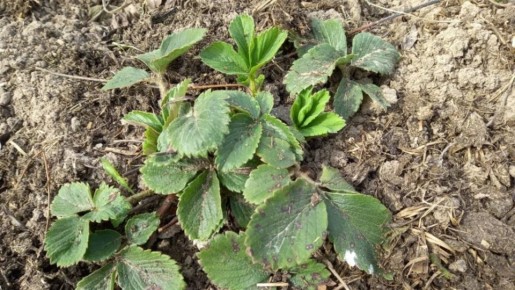 ������� ������� �������: ��� ����������� ��������� �������� ������ � ����������� ��������