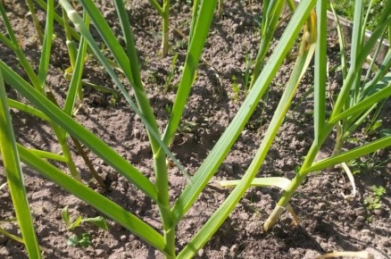 ����������� ������� �� ���������: ������ � ������������