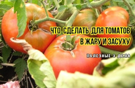 ��� ������ ������ �� ������� ����: ������ ���������