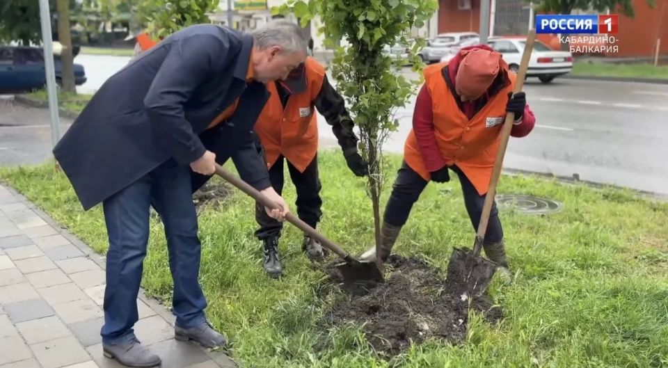 Просьба услышана, деревья высажены
