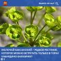 Молочай баксанский (Euphorbia baxanica) — один из уникальных эндемиков Кабардино-Балкарии