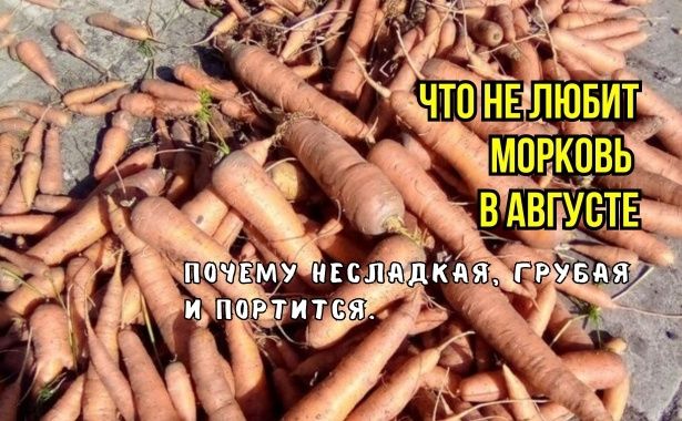 Как сохранить идеальную морковь: три ключевых совета для сбора урожая в августе