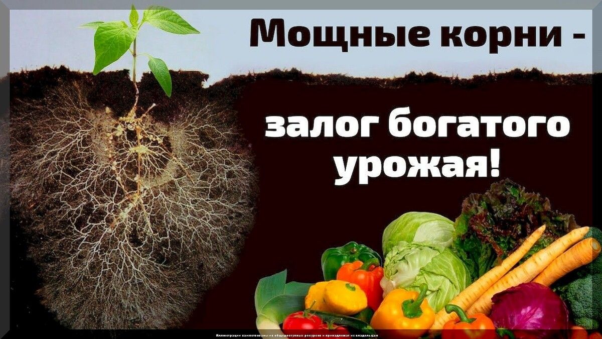 Микориза: как грибы помогают растениям и когда стоит их использовать