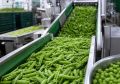 Консервные заводы Кабардино-Балкарии приступили к уборке и переработке зеленого горошка