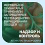 Фермеры Приангарья под подозрением из-за запрещенных пестицидов