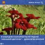 � ���������-�������� ������������ ��������� ������� (Diphelypaea coccinea) � ������ �������� ��������� �����������, ���������� � ������� ����� ���� �������� ������