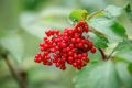 Опасные дары леса: какие ягоды стоит обходить стороной