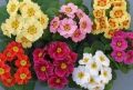 Примула акаулис микс: цветочная радость для вашего дома