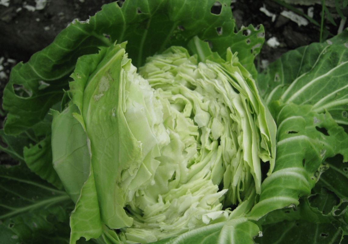 Как сохранить вилки капусты целыми: секреты от опытных огородников
