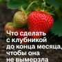 Стратегии подготовки клубники к зиме