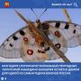 Аполлон обыкновенный (Parnassius apollo) — один из самых красивых и редких представителей чешуекрылых, занесённый в Красную книгу Российской Федерации, Красную книгу Кабардино-Балкарской Республики, а также включённый в...