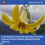 ����� ���������������� (Lilium monadelphum) � ���� �� ���������� �������������� ������������� ���� ���������-��������