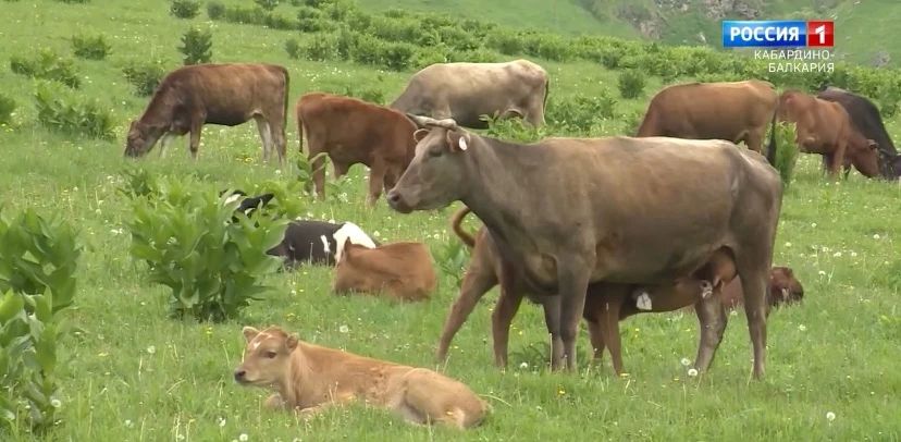 В Кабардино-Балкарии специалисты Центра оценки качества продукции АПК обнаружили нарушения в мясных полуфабрикатах