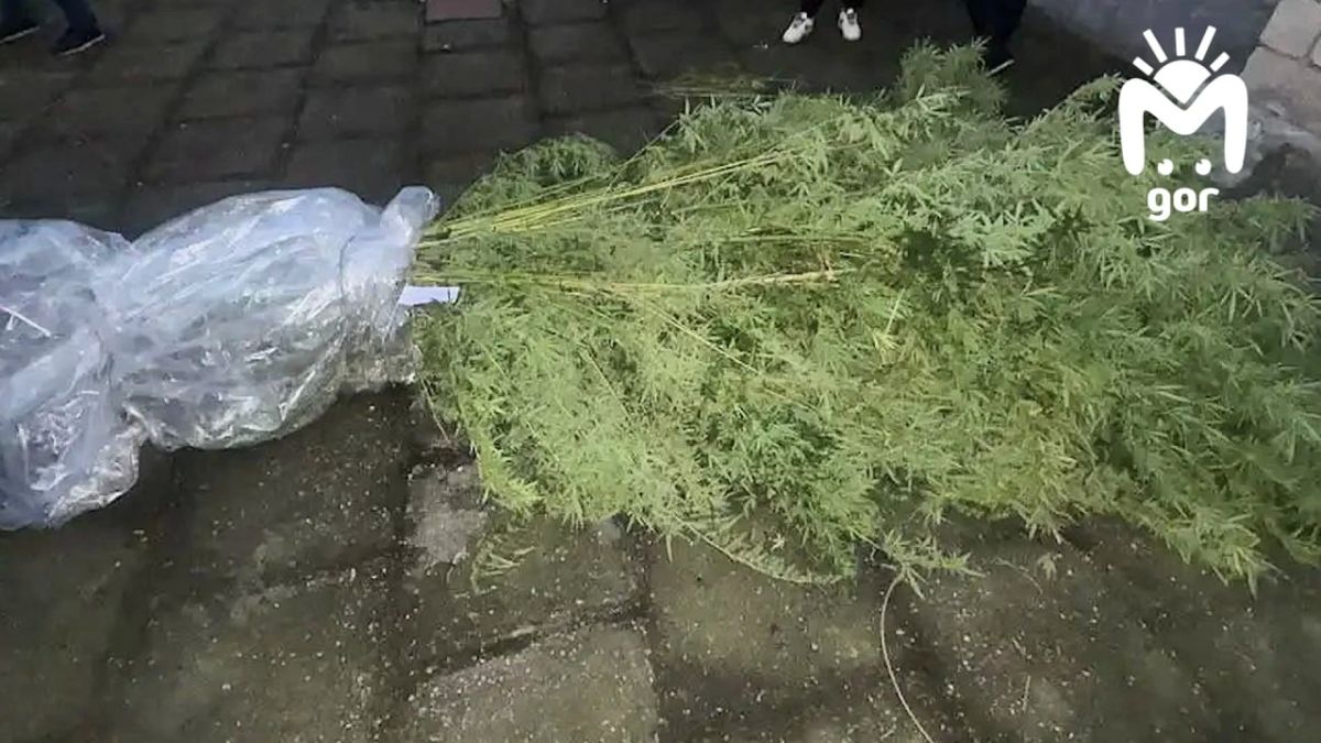 Больше 260 кустов конопли и 2,5 кг готовой наркоты нашли у мужчины в Кабардино-Балкарии Больше 260 кустов конопли и 2,5 кг готовой наркоты нашли у мужчины в Кабардино-Балкарии